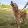 Hyhug Short Dog Leash Heavy Duty Nylon with Comfortable Padded Handle Durable Training Pet Leashes for Small Medium Large Dogs 18 Inches Military Green