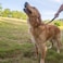 Hyhug Short Dog Leash Heavy Duty Nylon with Comfortable Padded Handle Durable Training Pet Leashes for Small Medium Large Dogs 18 Inches Military Green