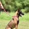 Hyhug Sturdy Nylon 18 Short Leash with Comfortable Cushion for Giant Large Medium Boy and Girl Dogs Daily Use Walking and Training 18 Inches Rose Red