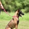 Hyhug Sturdy Nylon 18 Short Leash with Comfortable Cushion for Giant Large Medium Boy and Girl Dogs Daily Use Walking and Training 18 Inches Rose Red