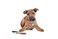 Max & Max Molly Stylish Comfort Padded Dog Leash DoubleStitched Soft Neoprene Secure Brushed Metal Hardware Upper DRing for Accessories Easy Grip Snap Hook Machine Washable Watermelons