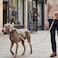 Mile High Life Dog Leash Braided Cotton Rope Leashes with Leather Tip Heavy Duty Metal Clasp 6FT 12 Thick Wedding Walking Training Leash for Small Medium Large Dogs Light Brown