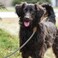 Mile High Life Rope Leash with Genuine Leather Connection 6 FT5 FT4 FT Heavy Duty Leash for Medium Large Dogs Black Khaki 72 Inch