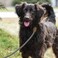 Mile High Life Rope Leash with Genuine Leather Connection 6 FT5 FT4 FT Heavy Duty Leash for Medium Large Dogs Black Khaki 72 Inch