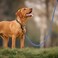 Mile High Life Rope Leash with Genuine Leather Connection 6 FT5 FT4 FT Heavy Duty Leash for Medium Large Dogs Blue White 48 Inch