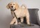 Pets First NCAA PET String Large Purdue Boilermakers Dog String Shiny Colorful String for Dogs Cats Licensed by the NCAA Old Version
