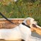 penseepet PenSeepet Dog Leash 6 FT Padded Handle Nylon Reflective Dogs Leashes for Small Dogs Black