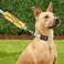 PWHAOO in Training Ignore Dog Leash Sleeve Dot Not Pet Working Merch Sleeve Service Dog Leash WrapPlease Dont Approach Sleeve