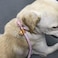 Lucpawz Reflective Slip Leads for Dogs 6FT Slip Lead Dog Leash Slip On Training Leash