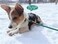 SEPXUFORE Small Dog Leash 14 by 6810 FT Lightweight Strong Nylon Rope Leash Bright Classic Lead for Small PetsPuppy 8ft Dark Green