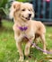 SEPXUFORE Small Dog Leash 14 by 6810 FT Lightweight Strong Nylon Rope Leash Bright Classic Lead for Small PetsPuppyCat 6ft Purple