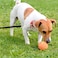 Wontee Swivel Snap Hooks Heavy Duty Dog Leash Hook Trigger Clip Clasp for Linking Pet Leash Collar Key Chain Dog Playpen 312 8cm 079 10 Pack