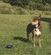 Lixit Bracket Mount and Stake Retractable Leash Tie Outs for Dogs Stake Medium