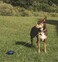 Lixit Bracket Mount and Stake Retractable Leash Tie Outs for Dogs Stake Medium
