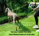 Snuggle Paws Retractable Dog Leash 16ft Heavy Duty AllinOne Dog Leash with LED Flashlight Poop Bag Holder Chew Proof Steel Cable Reflective Tape Size L
