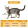 MiOYOOW Cat Muzzle Breathable Mouth Guard Anti Bite Anti Meow Grooming Muzzle for Nail Trimming