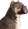 Winmany Large Medium Dog Muzzles Short Snout Dogs Muzzle to Prevent Biting Barking Eating Fit for Bully Boxer Chow Chow for Grooming Walking XL