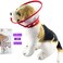 Bolbove Pet Plastic Clear Cone Recovery ECollar with Dots Design Soft Edge for Small Dogs Cats Medium Red