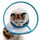Bolbove Pet Plastic Clear Cone Recovery ECollar with Dots Design Soft Edge for Small Dogs Cats Small Blue