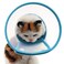 Bolbove Pet Plastic Clear Cone Recovery ECollar with Dots Design Soft Edge for Small Dogs Cats Small Blue