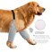 ROZKITCH Dog Surgery Leg Sleeve for Front Legs Adjustable Pet Prevent Licking Wound Elbow Knee Protector Dog Leg Sleeve to Stop Licking Cone Collar Alternative for Sprain ACL CCL Arthritis Grey 2XL