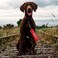 Cgvovgr Humorous Dog Leash Sleeve in Training Ignore Fun Dog Leash Wrap with Alert Design Includes Red and Black 2 Sleeves for Pet Birthday Gift in TrainingSleeve