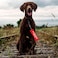 Cgvovgr Humorous Dog Leash Sleeve in Training Ignore Fun Dog Leash Wrap with Alert Design Includes Red and Black 2 Sleeves for Pet Birthday Gift in TrainingSleeve