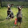 Cgvovgr Humorous Dog Leash Sleeve in Training Ignore Fun Dog Leash Wrap with Alert Design Includes Red and Black 2 Sleeves for Pet Birthday Gift in TrainingSleeve