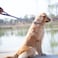 Hyhug Pets 24 Inches Heavy Duty Short Leash with Comfortable Handle and Lightweight Aviation Aluminium Clip Lead for Large Medium Dogs Daily Walking and Training 24 Inches Sleet Gray