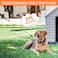 Libbipaw Chew Proof Dog Leash Extender 24 Wire Rope Extension for Small Medium Large Dogs Walking Training Puppies Dual 2Dog Leash Metal Cable Lead for Collar Harness Orange