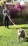Primal Pet Gear Dog Leash 6ft LongTraffic Padded Two HandleHeavy DutyReflective Double Handles Lead for Control Safety TrainingLeashes for Large Dogs or Medium DogsDual Handles LeadsRed