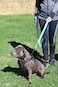 Primal Pet Gear Dog Leash 8ft Long Blue Traffic Padded Two Handle Heavy Duty Double Handles Lead for Control Safety Training Leashes for Large Dogs or Medium Dogs Dual Handles Leads