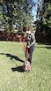 Primal Pet Gear Dog Leash 8ft Long RED Traffic Padded Two Handle Heavy Duty Double Handles Lead for Control Safety Training Leashes for Large Dogs or Medium Dogs Dual Handles Leads