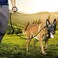 Lucpawz Reflective Slip Leads for Dogs 6FT Slip Lead Dog Leash Slip On Training Leash