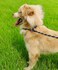 SEPXUFORE 12203050ft Slip Lead Long Leash Reflective for Medium Dogs