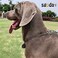 SGODA Chain Dog Training Choke Collar SUS304 16in 25mm