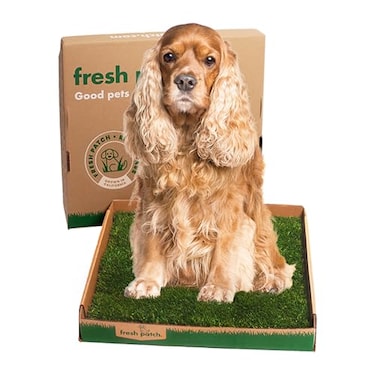 Fresh Patch Real Grass Patch for Dogs Cats and Large Pets 1530 Pounds Disposable Pet Grass Pee Pads Indoor and Outdoor Potty Training Mat 24 Inches x 24 Inches