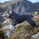 Hurtta Extreme Overall Dog Snowsuit BlackBerry 18M