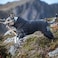 Hurtta Extreme Overall Dog Snowsuit BlackBerry 18M