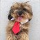 ANIAC Small Dog Cat Wedding Collar Formal Bow Tie for Cats Puppy Collar White Tuxedo Costume for Small Dogs Kittens S Red