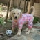 CuteBone Soft Stretchy Dog Pajamas Cozy Pet Jammies Breathable Jumpsuit for Small Dogs AllSeason Comfy Outfit EasyOn Pullover Design Keeps Pets Warm Comfortable P89L