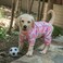 CuteBone Soft Stretchy Dog Pajamas Cozy Pet Jammies Breathable Jumpsuit for Small Dogs AllSeason Comfy Outfit EasyOn Pullover Design Keeps Pets Warm Comfortable P89XS