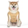 DC Comics Superhero Aquaman Halloween Dog Costume Officially Licensed Halloween Pet Costumes for Dogs Size Medium