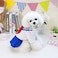 Tangpan BowKnot Student Cosplay Pet Costume Dog Skirt Camp DressBlueM