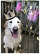 AAAMN Dog 1st Birthday Accessories Gold Crown Hat Cat Dog Birthday Party Headband Hats with Charms