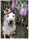 AAAMN Dog 1st Birthday Accessories Gold Crown Hat Cat Dog Birthday Party Headband Hats with Charms