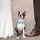 IDOLPET Dog Cat Birthday Party Hat with Cute Bow Tie for Small Medium Puppies Dogs Cats Dog Wedding Collar Outfit Blue