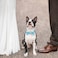 IDOLPET Dog Cat Birthday Party Hat with Cute Bow Tie for Small Medium Puppies Dogs Cats Dog Wedding Collar Outfit Blue