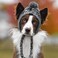 SXMFFHCG Treonca Dog Hat for Small Medium Dogs Pets Winter Warm Knitted Hat with Ear Holes Medium Grey