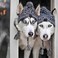 SXMFFHCG Treonca Dog Hat for Small Medium Dogs Pets Winter Warm Knitted Hat with Ear Holes Medium Grey